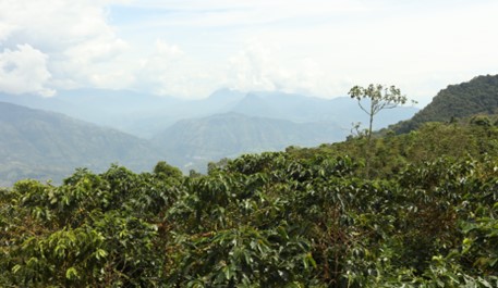 Producción de café de Colombia cae 10% en junio